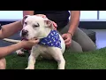 Pet of the Week Edison from the Buffalo Animal Shelter