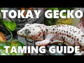 Lagu How To Taming Your Tokay Gecko!- Perfect Taming guide ｜如何馴服你的大守宮！｜/ 토케이게코 길들이는 법!!- 토케이게코 테임 가이드