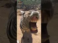 Download Lagu Animal transformation | Funny zebra #animalshorts #animals #zebra #funny