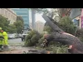 Gusty winds topple trees in San Francisco Novato