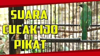 Download CUCAK IJO PIKAT COCOK UNTUK PANCINGAN CUCAK IJO MACET LANGSUNG GACOR MP3