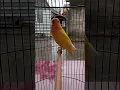 Download Lagu Lovebird ngekek panjang