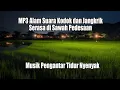 Download Lagu MP3 Alam Suara Kodok Jangkrik Serasa di Tengah Sawah, Pengantar Tidur Nyenyak