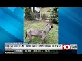 Dog dumped in Albany alleyway rescued Family raises money for vet care