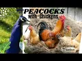How to Safely Keep Peacocks With Chickens Successfully What Mistakes to Avoid
