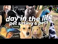 Day in the Life of a Pet Sitter 2 dogs 1 cat 2 hamsters 1 fish