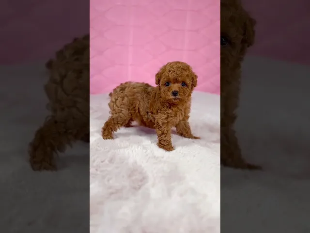 動画