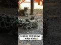 Download Lagu Jaguar The Large Cat Species