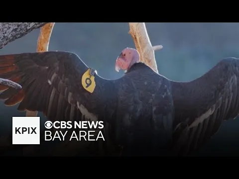 Endangered condor sanctuary close to wildfires burning in Monterey County