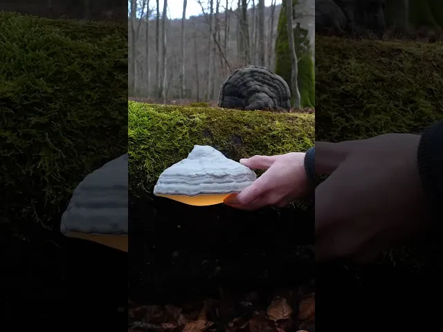 Mushroom wall lamp “Fomes Fomentarius” video thumbnail