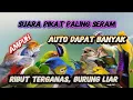 Download Lagu MP3 PIKAT BURCIL KOMBINASI SOGON RIBUT DAN KONIN RIBUT ANTI ZONK PUTAR SEKALI LANGSUNG NYAUT