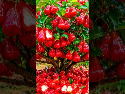easy and fast method how to propagate and grow waxapple fruit trees #garden #plant #grafts