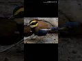 Suara burung paok pancawarna