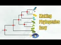 How To Read A Phylogenetic Tree Introduction 5 Exercises