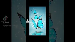 الفراشات حالات واتس 