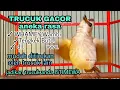 Download Lagu Trucukan anda akan jadi ISTIMEWA dengan masteran trucuk gacor isian Whamey ini