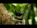 Lagu Myna Bird Common Hill Myna Gracula Religiosa Mynah Sri Lanka Hill Myna Birdwatching Salalihiniya #89