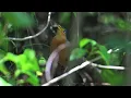Costa Rican bird calls