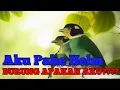 Download Lagu BURUNG MADI INJAP Burung Cantik Dan Exsotis ‼️Long Tailed Broadbill