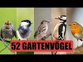 Download Lagu 52 häufige Gartenvögel | Gesang, Aussehen und mehr