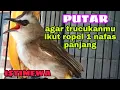 Download Lagu pancingan trucukan ropel panjang 1 nafas ISTIMEWA