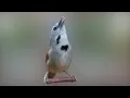 Download Lagu Burung Tepus Pipi Perak Gacor Suara Jernih Untuk Pancing Bunyi...