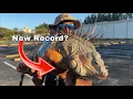 We caught the BIGGEST Iguana of 2023 Residents Throw us a PARTY How Much Does he Weigh