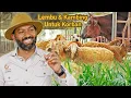 Download Lagu Ladang Lembu \u0026 Kambing BUMIPUTERA Terbesar di Malaysia | Colla Cattle Farm