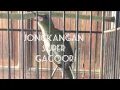 Download Lagu JONGKANGAN GACOR TELER - 24 JAM NON STOP - CINGCOANG FULL ISIAN