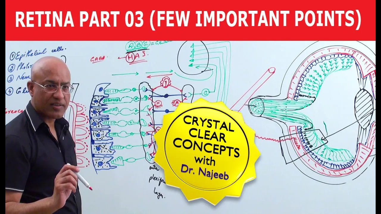 Retina | Few Important Points | Part 3