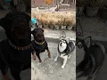 Download Lagu Rottweiler vs husky | review reloaded | #rottweiler #shorts