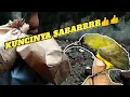 Download Lagu Cepat jinak||Cara saya merawat sogon baru dapat dari pikat 👍