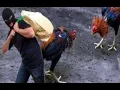 Curi Ayam ~ SELOKA RAKYAT KEDAH - DJ EDD