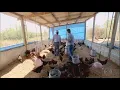 Download Lagu Globo Rural   Saiba como montar um galinheiro simples e de boa qualidade   PalavraPB com   Portal