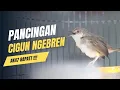 Download Lagu PANCINGAN CIGUN NGEBREN AK47