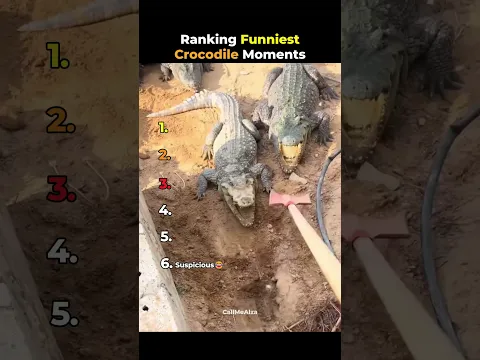 Ranking Funniest Crocodile Moments 🐊😭