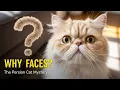 Why Do Persian Cats Have Flat Faces The Adorable Mystery Explained