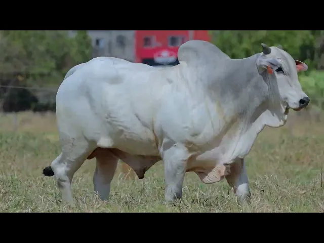 Touro Nelore SABZ - 69