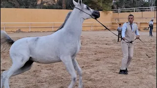 خيل عربي اصيل و متناسق فخر دندنها