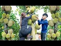 Download Lagu Harvesting 50KG of Honey jackfruit, Use 3-Wheeled Truck to Sell at Countryside Market - Farm Life