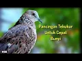 Lagu Tekukur Untuk Cepat Bunyi Putar Setiap Hari Agar Tekukur Lekas Bunyi