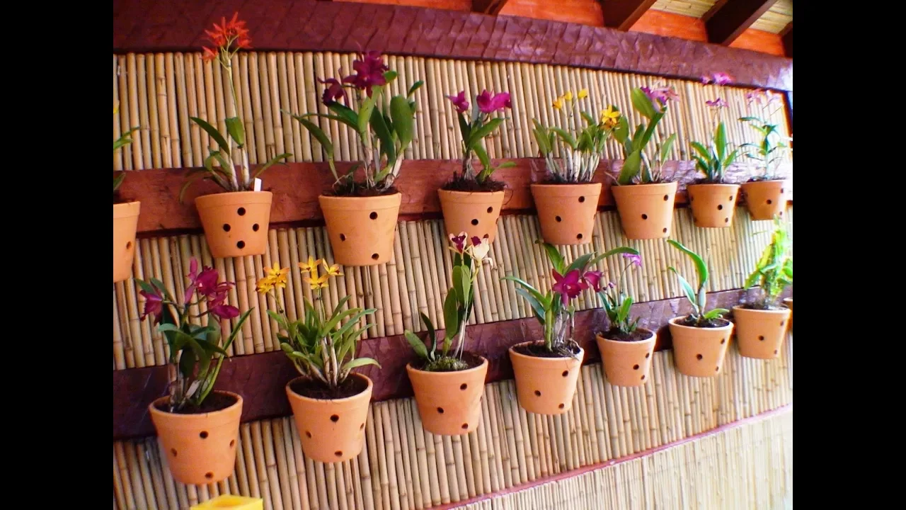 COMO CULTIVAR ORQUIDEAS ORQUIDEAS RARAS