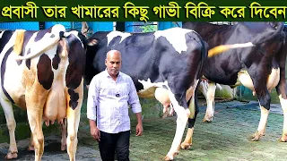 প্রবাসী তার খামারের মুন্ডি সহ কিছু গাভী ছেড়ে দিবেন dairy farm