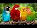 Download Lagu MOST BEAUTIFUL PARROTS IN THE WORLD | RELAXING \u0026 HEALING NATURE SOUNDS | STRESS RELIEF | CALM TIME