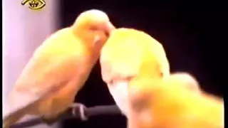 افتح يا سمسم  أغنية للكون إله نحيا بهداه دندنها