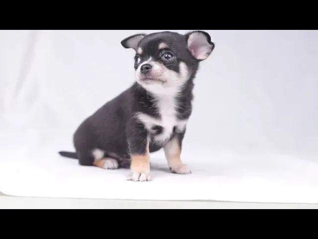動画