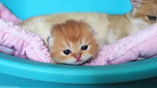 I Can't Drink My Mother's Milk!