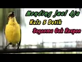 Download Lagu SOGON BETINA GACOR MEMANGIL JANTAN PALING CEPAT BIKIN RESPON EMOSI‼️PANCINGAN UNTUK SEMUA SOGON