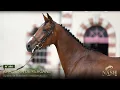 N 202 - Khaizenn de Kergane
