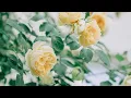 シューベルト 弦楽四重奏曲 第2番 ハ長調 D.32 ウィーン・コンツェルトハウス弦楽四重奏団 1952年録音